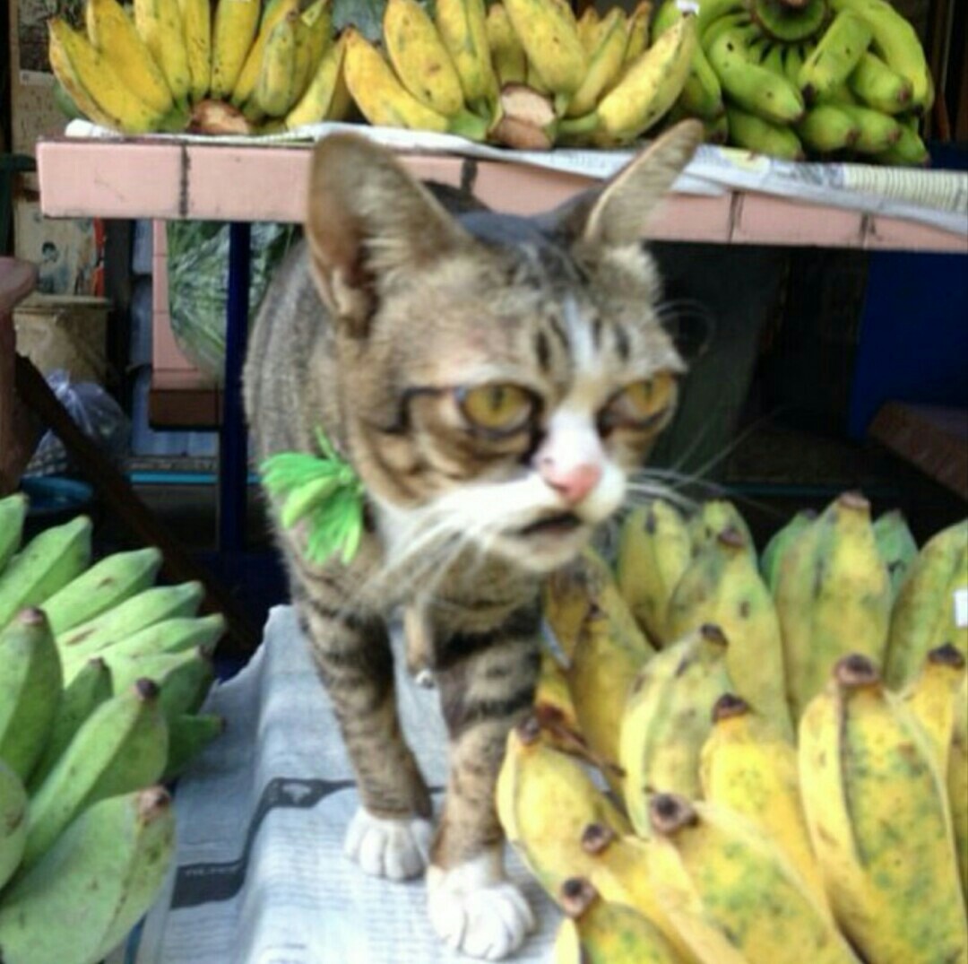 Thai cat. - My, cat, Banana, Pattaya