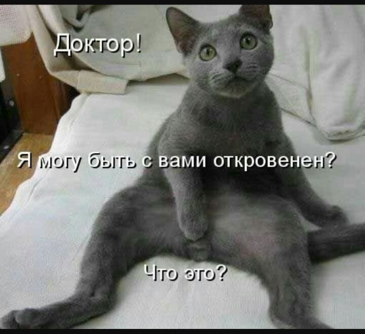 Котокошка или сюрприз от заводчика - Моё, Кот, Моё, Ошибка, Длиннопост