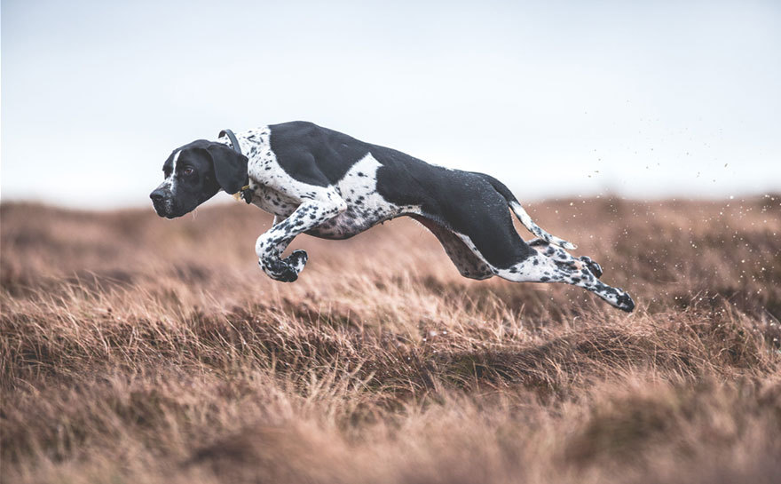 The best dog pictures of 2017 - The photo, Dog, Once upon a time there was a dog, Photogenic, A selection, Puppies, Milota, Longpost