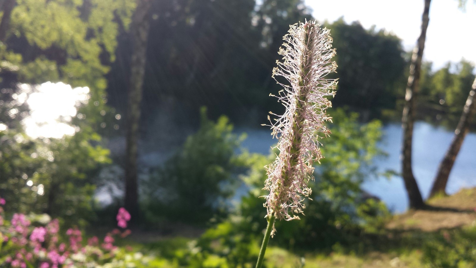 Photo - My, The photo, Flowers, Focus, Macro, No filters, Macro photography