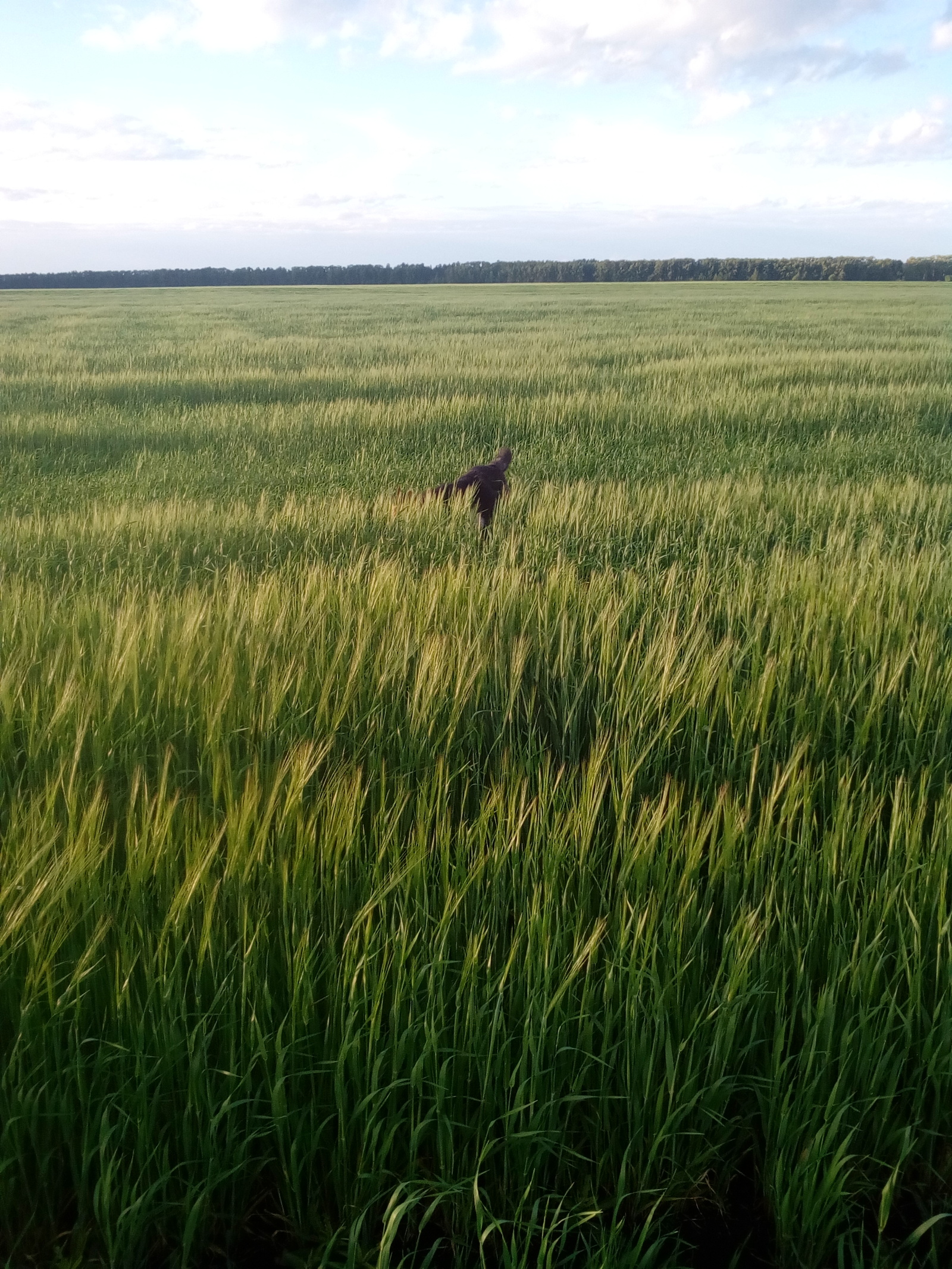 When the grass is up to the ears)) - My, Dog, Grass, Longpost