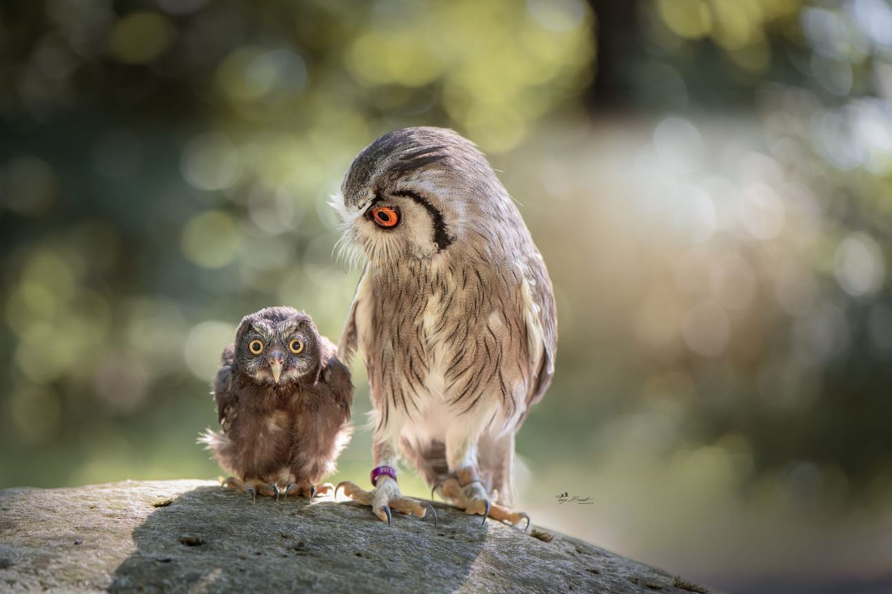 You are my fool... - The photo, Birds, Owl, Milota