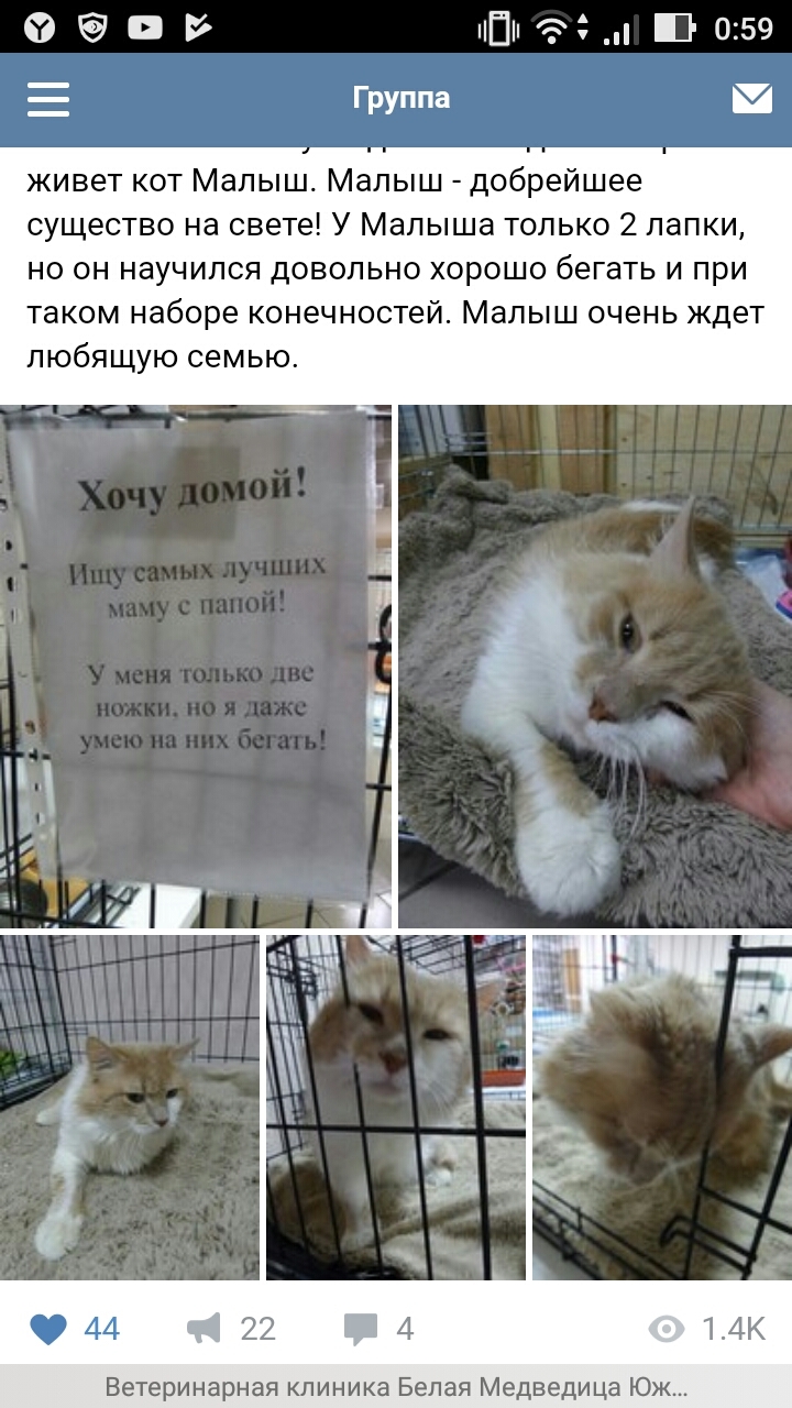 Cat Baby is looking for a home - In contact with, Moscow, cat, In good hands, Not mine, Shelter