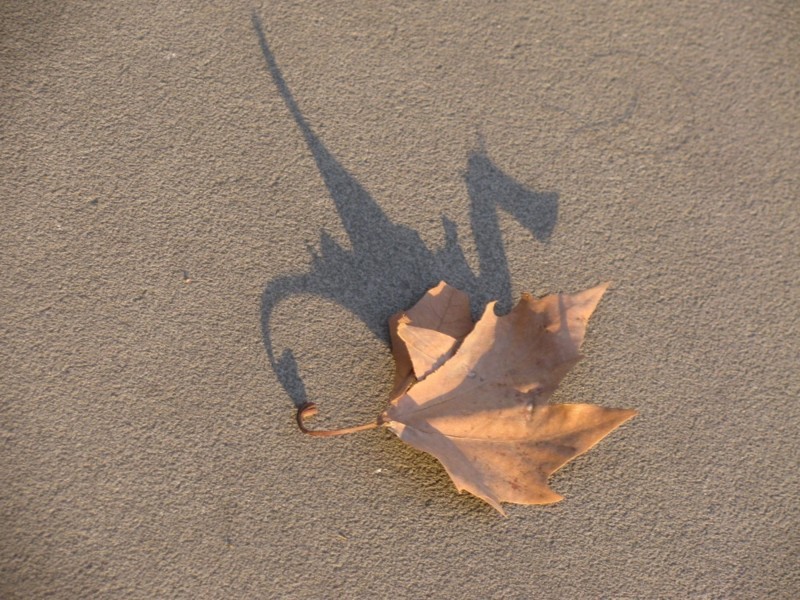 stunning shadows - Shadow, Art, Amazing, Longpost, cat, Animals