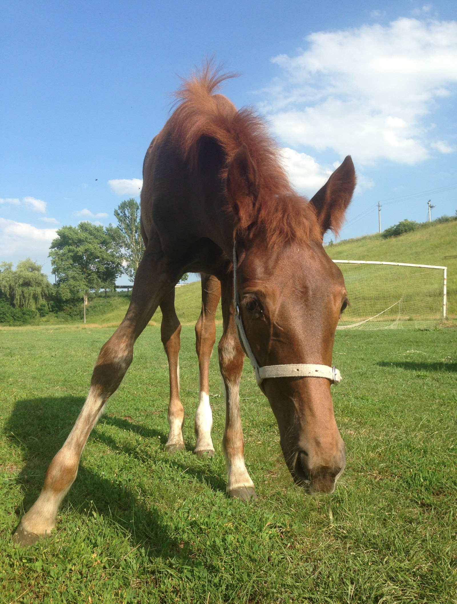 Photo of a foal - My, Foal, Horses, Nature, Animals, beauty of nature, Grass, , Horseback riding, Longpost