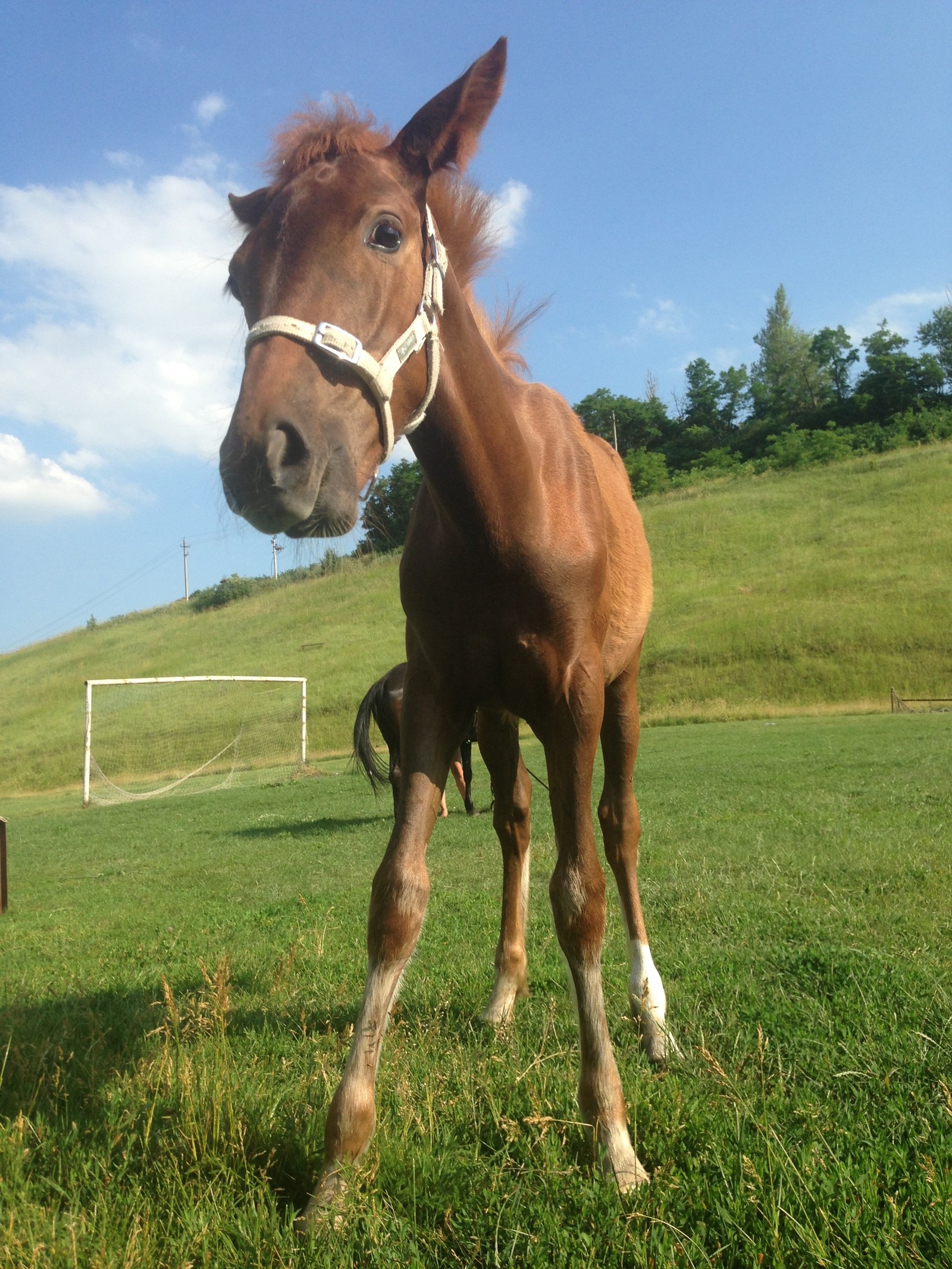 Photo of a foal - My, Foal, Horses, Nature, Animals, beauty of nature, Grass, , Horseback riding, Longpost