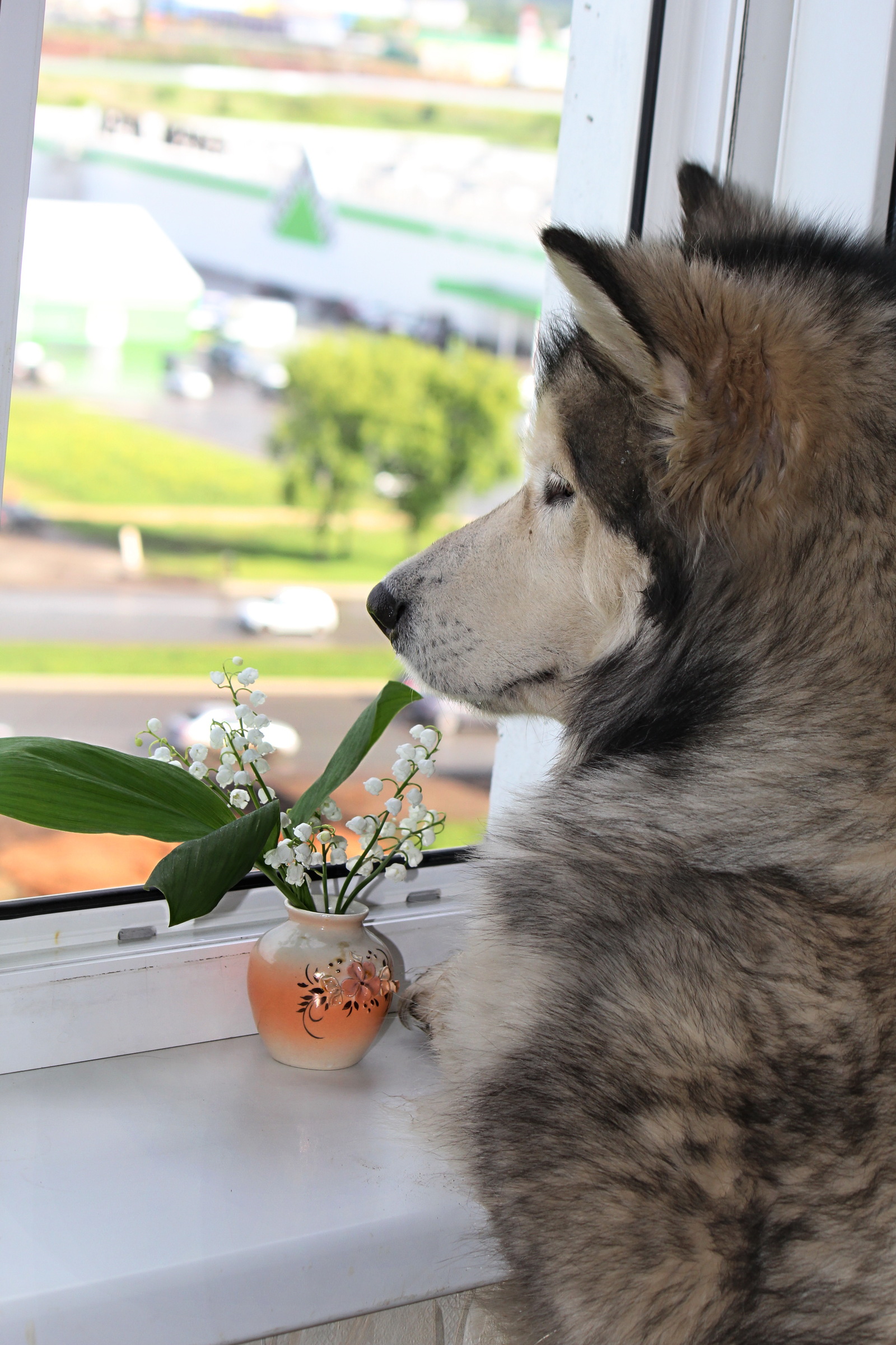 Lilies of the valley and sunny morning. - My, Dog, Summer