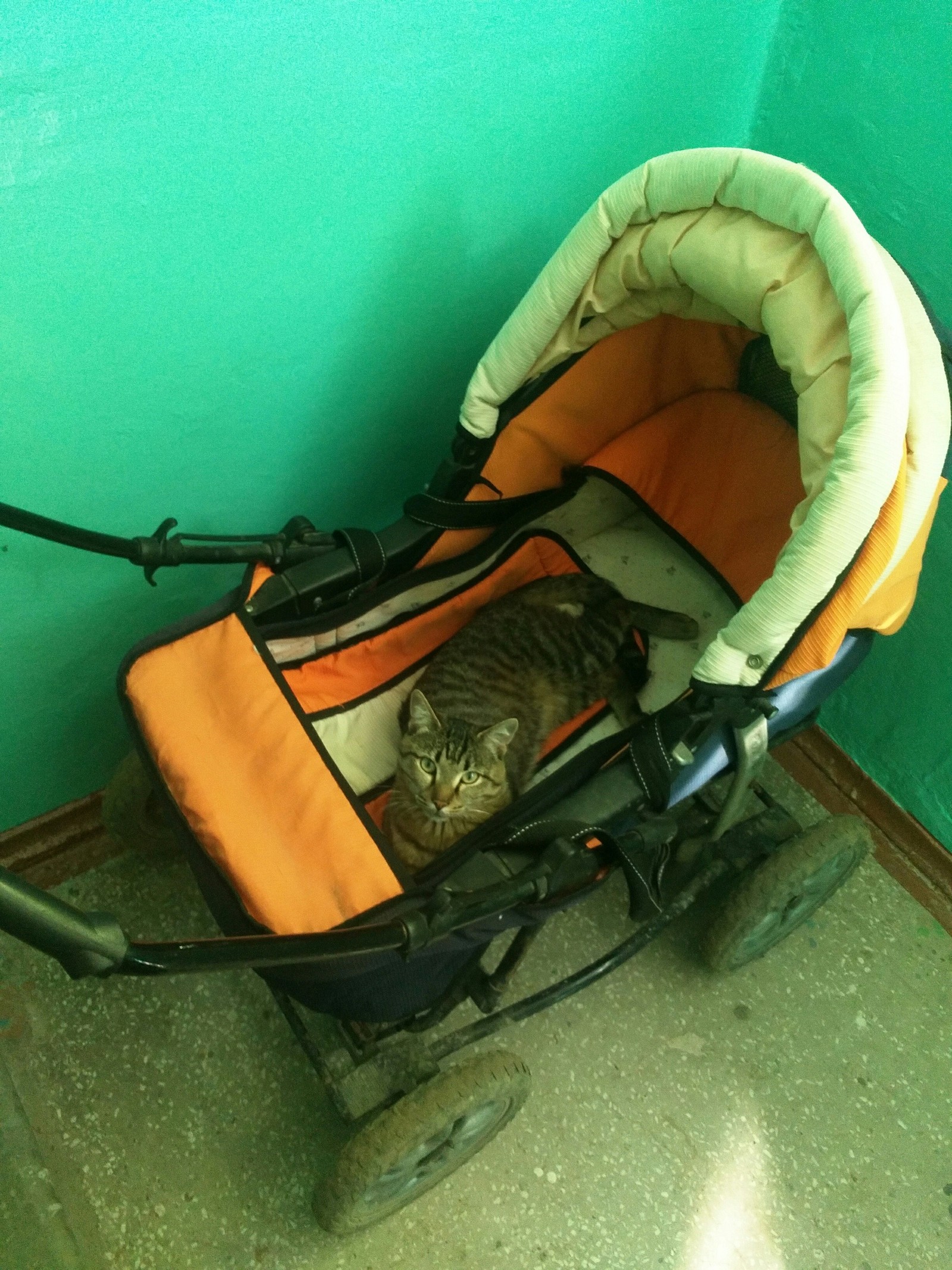 Not on the floor, after all. - My, cat, Stroller, Entrance, Impudence, Longpost