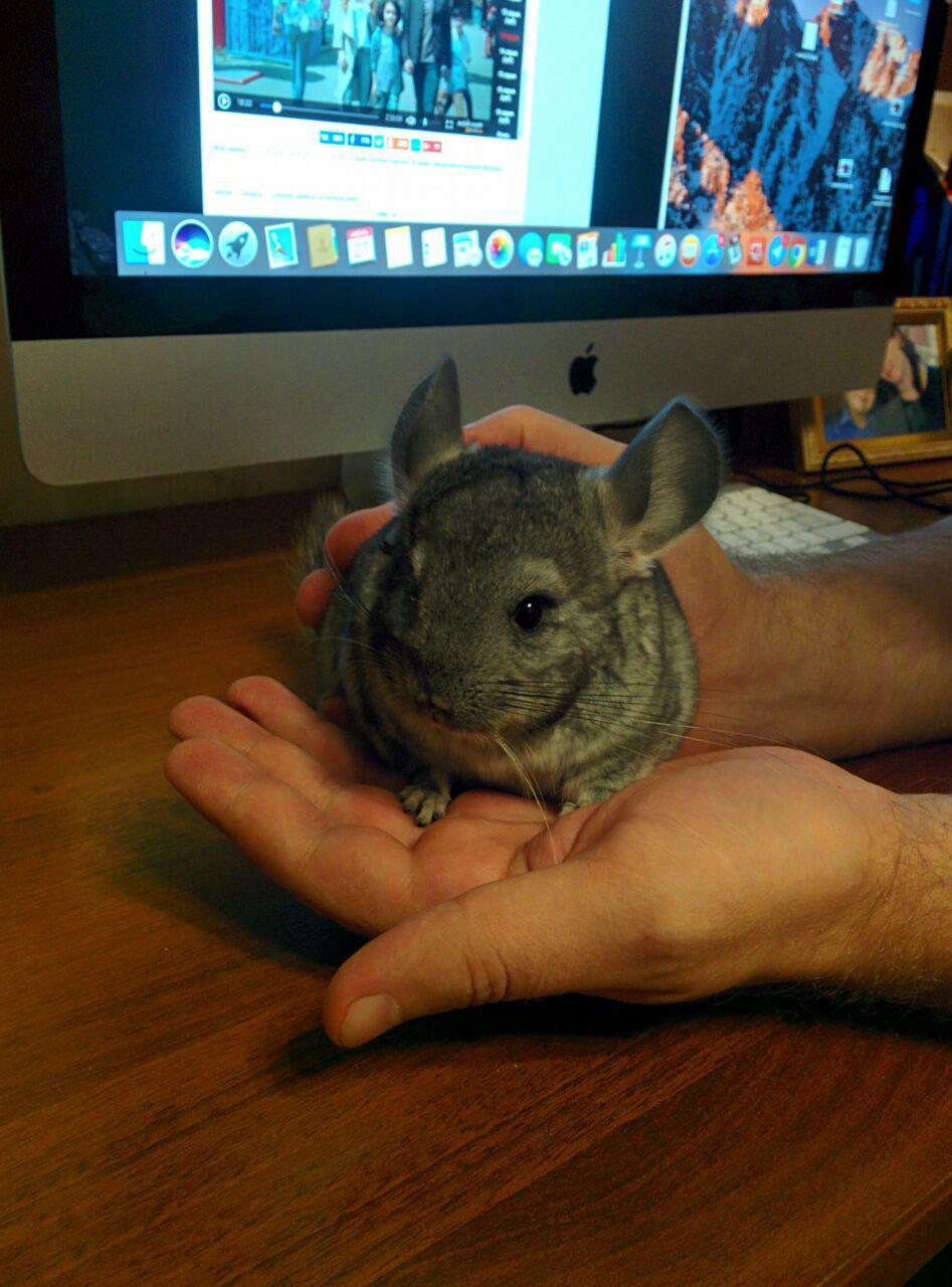 I will give the beast - My, Chinchilla, In good hands, Longpost, Moscow