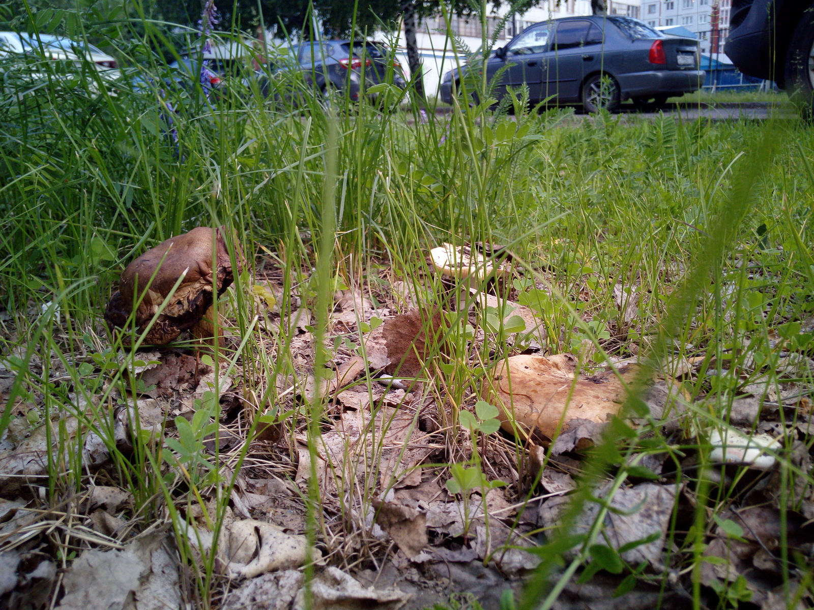 Mushrooms in the city, the wrong summer. - My, Mushrooms, , Naberezhnye Chelny