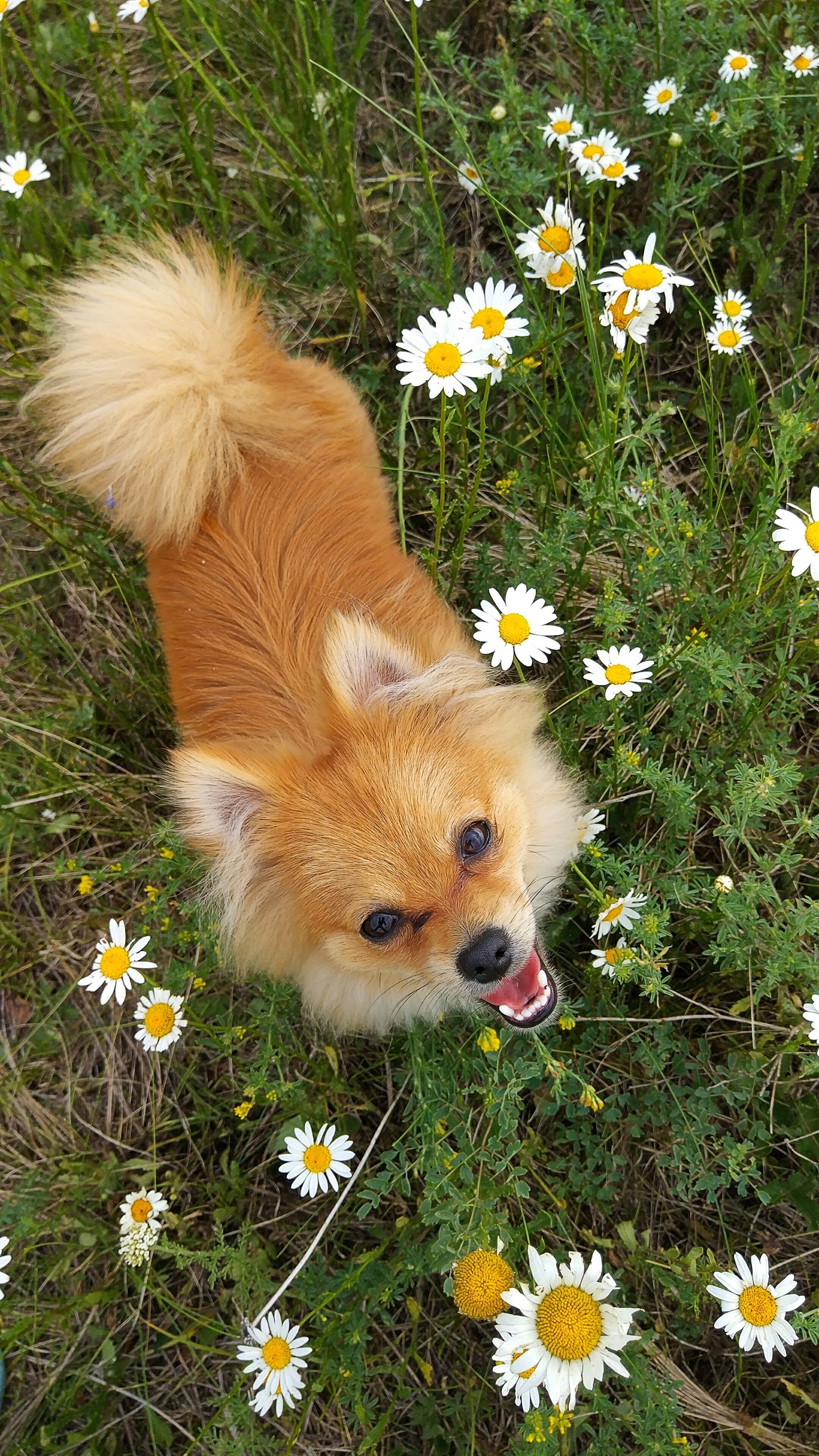 Fox in a ribbon - My, Fox, Dog, Nose