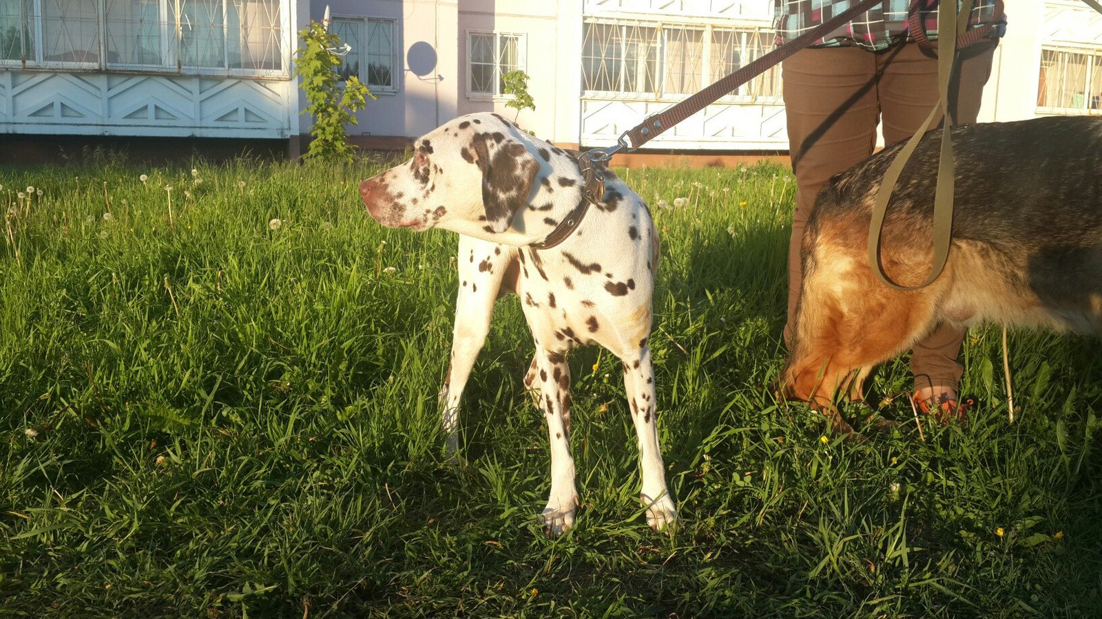 Dalmatian in good hands (Petrozavodsk) - My, Dog, In good hands, Dalmatian, Карелия, Petrozavodsk, Help