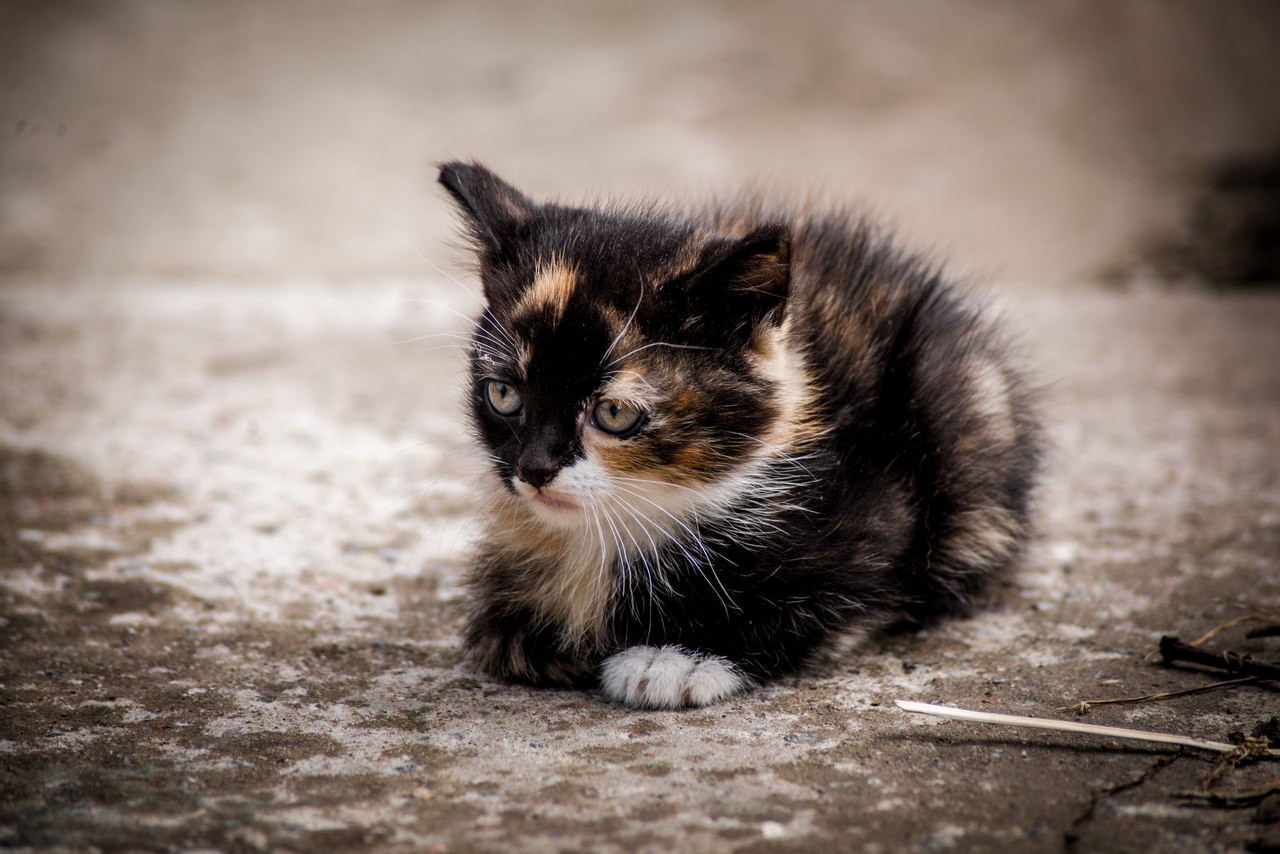 And today our cat gave birth to kittens yesterday! (St. Petersburg) - My, In good hands, Cats and kittens, cat