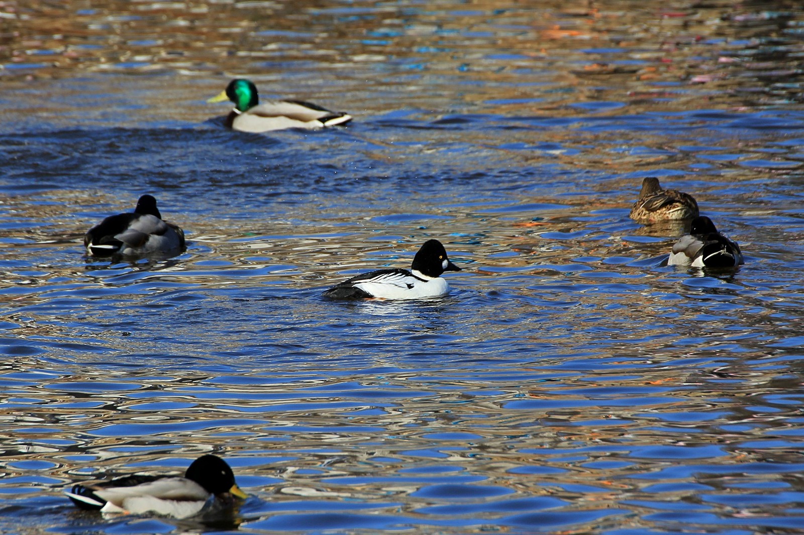 Glory to the ducks - My, Story, Fantasy, School, Longpost