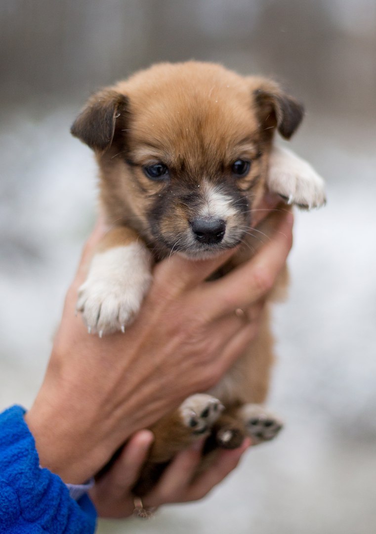Щенки маленькие-и потом большие. Брошенный котенок. Брошенные дети картинки. Крутые маленькие девочки. Бездомные котята.