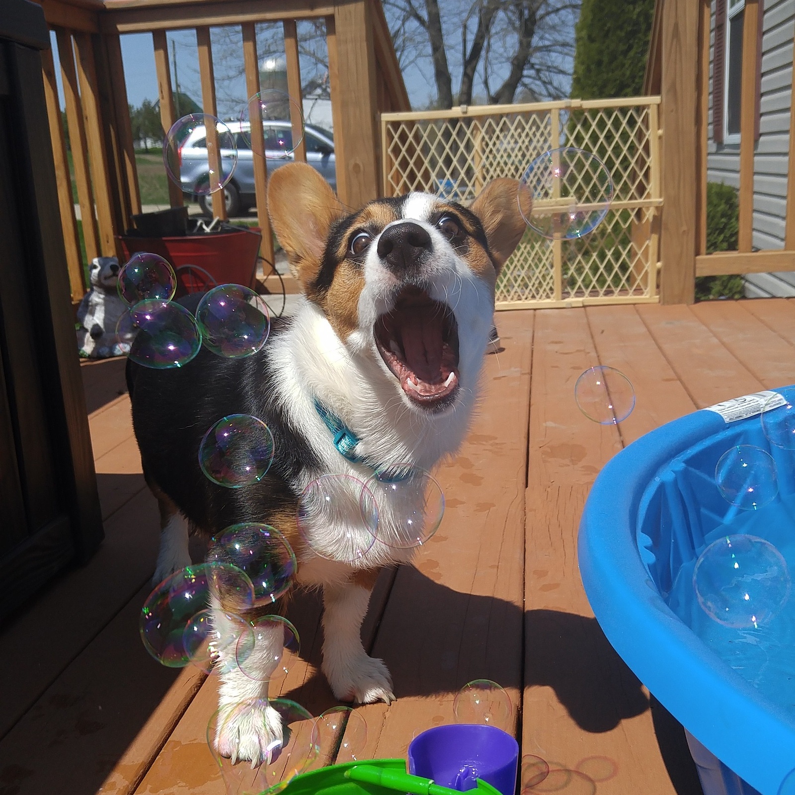 Bubbles! - Bubble, Corgi, Dog