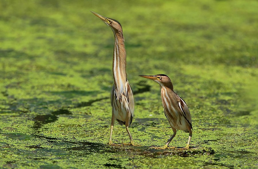 Interesting about the bittern - Interesting, Birds, Heron, Bittern, Copy-paste, , Video, Longpost