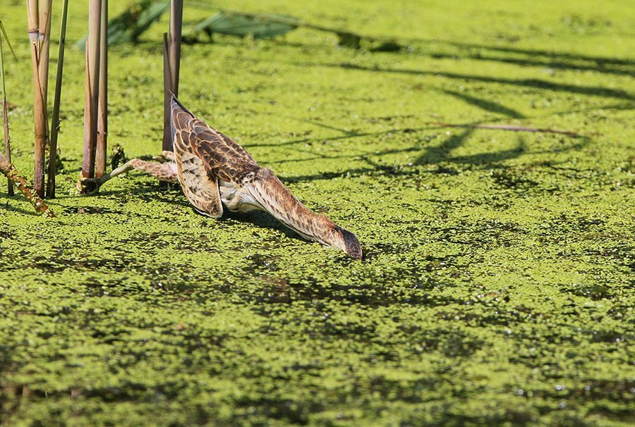 Interesting about the bittern - Interesting, Birds, Heron, Bittern, Copy-paste, , Video, Longpost