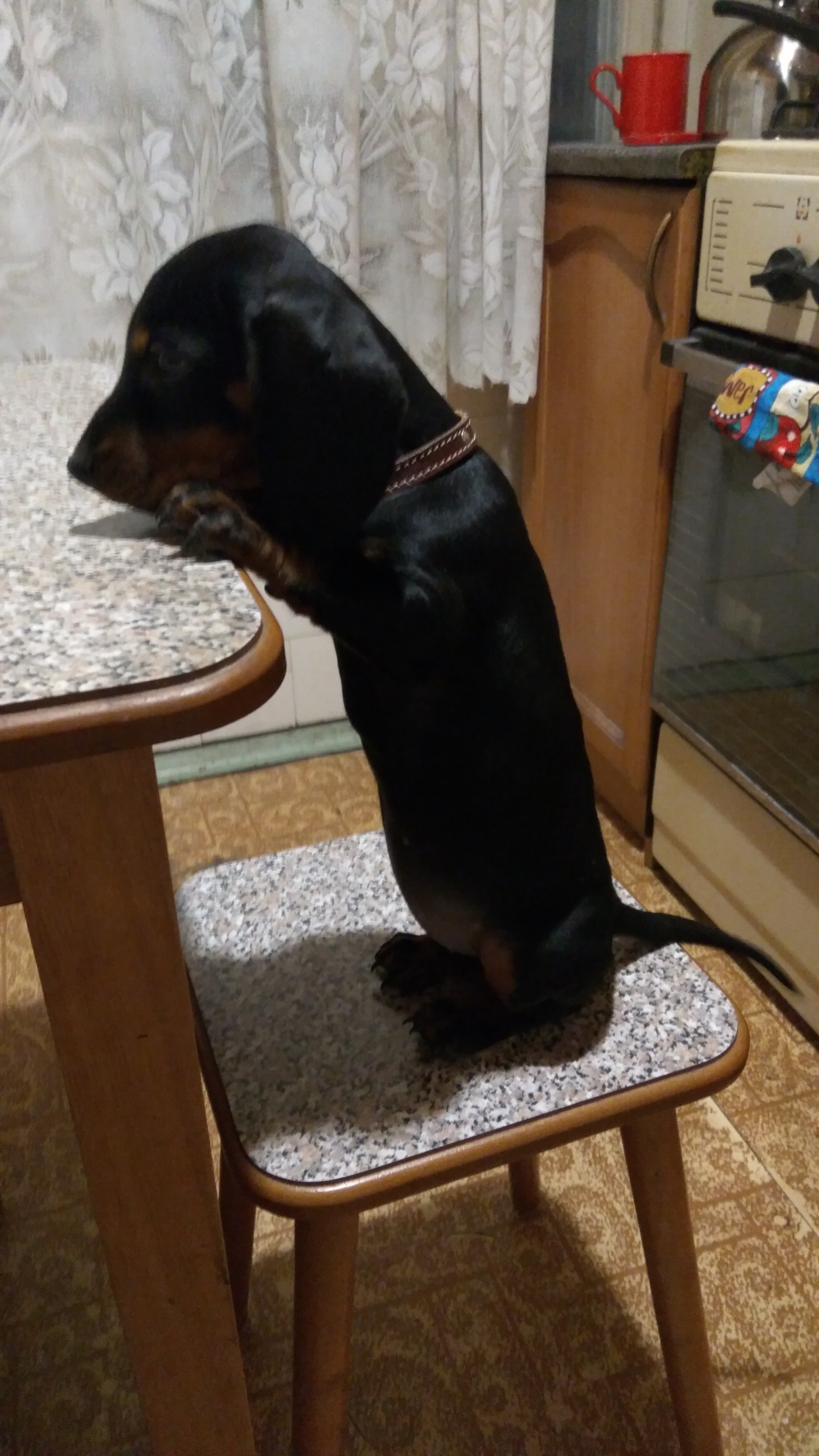 So when are we going to eat? - My, Dachshund, Dog, Eat