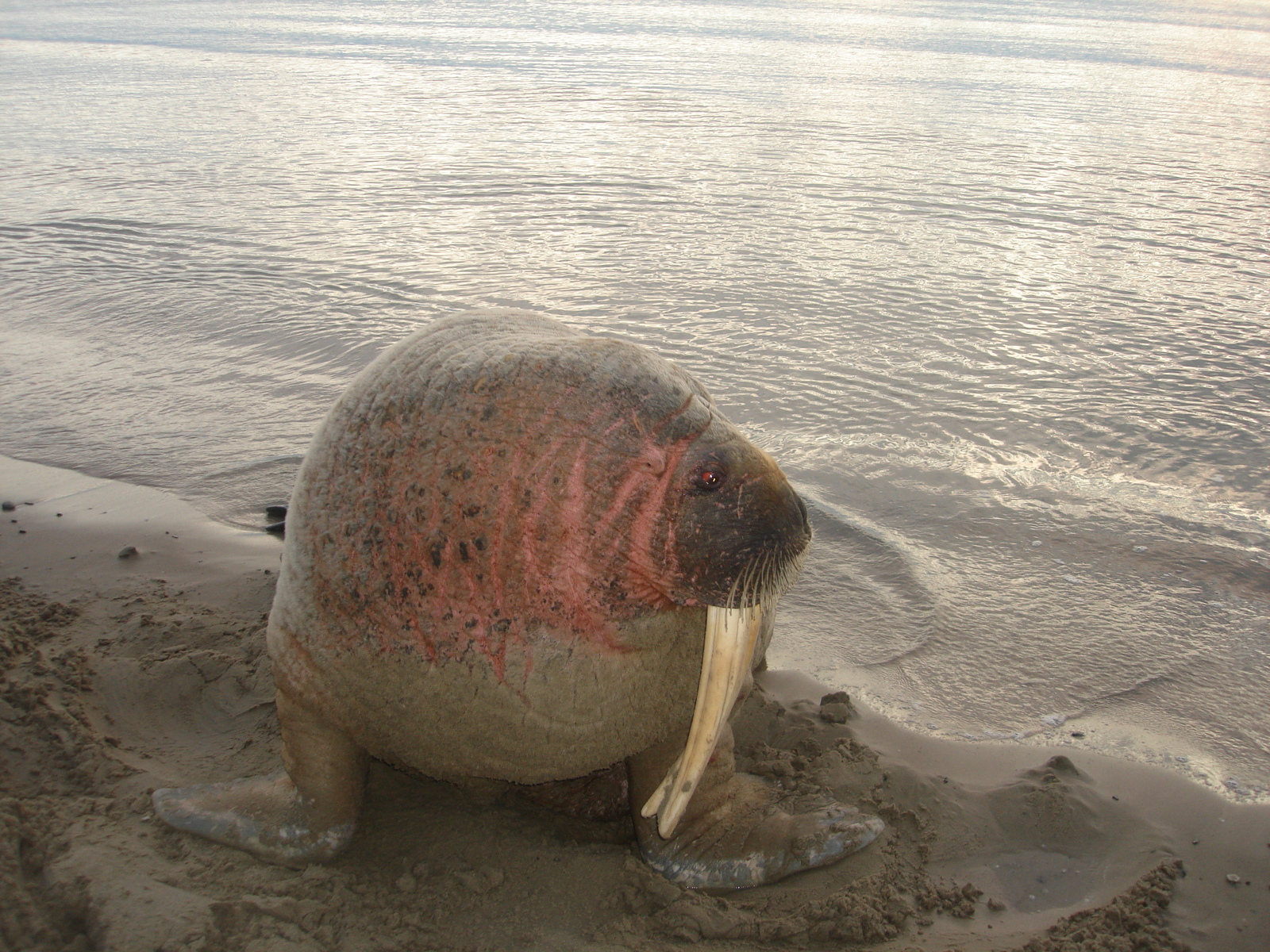 Far North through the eyes of a geologist (AKHTUNG MANY PICTURES) - My, Yamal, Geology, Longpost