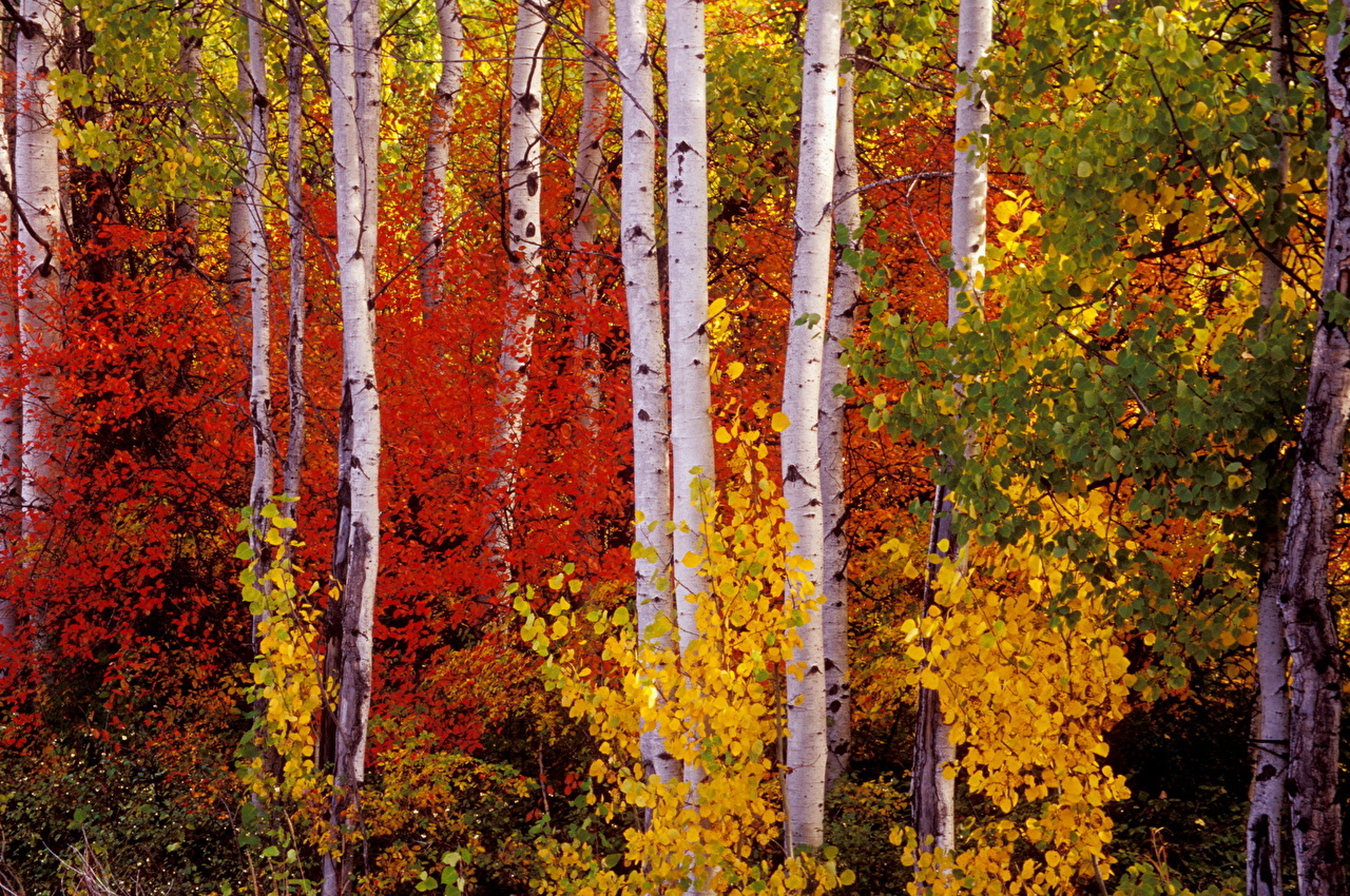 Symbol of Russia. - Russia, The photo, Nature, Birch, Tree, A selection, beauty of nature, Longpost