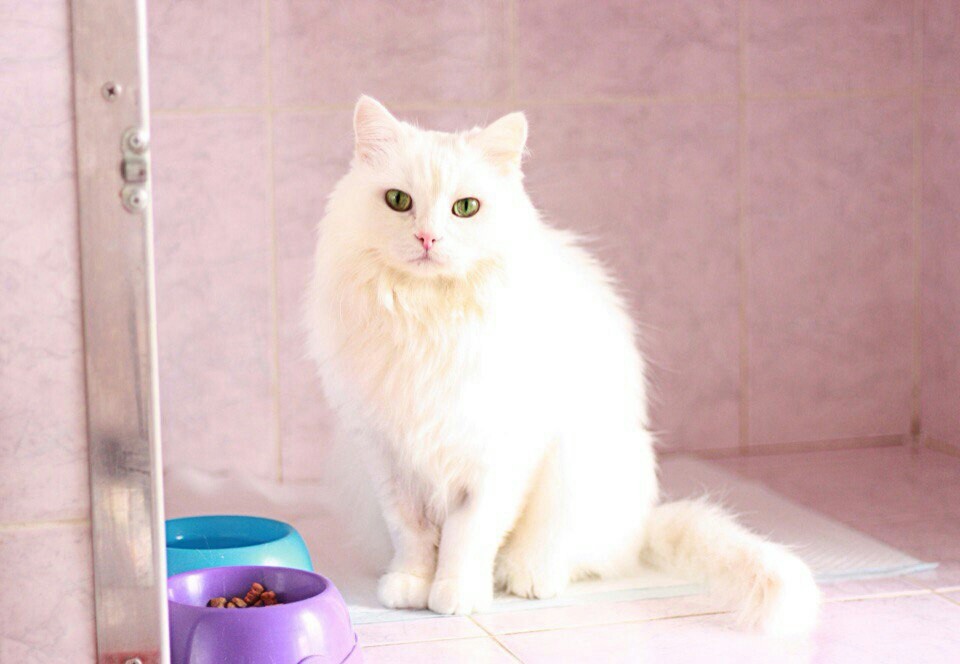 Cat in good hands - Help, Rostov-on-Don, Turkish angora, cat