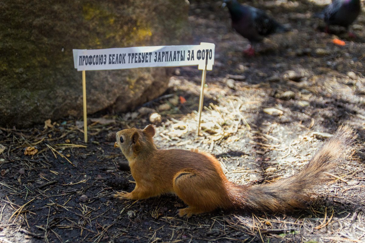 Here we took two Chinese sticks, printed slogans and gave the squirrels ready-made banners - Yekaterinburg, Rally, Squirrel, Longpost