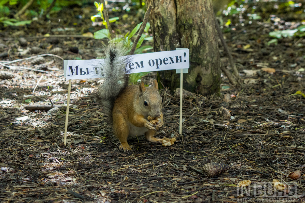 Here we took two Chinese sticks, printed slogans and gave the squirrels ready-made banners - Yekaterinburg, Rally, Squirrel, Longpost