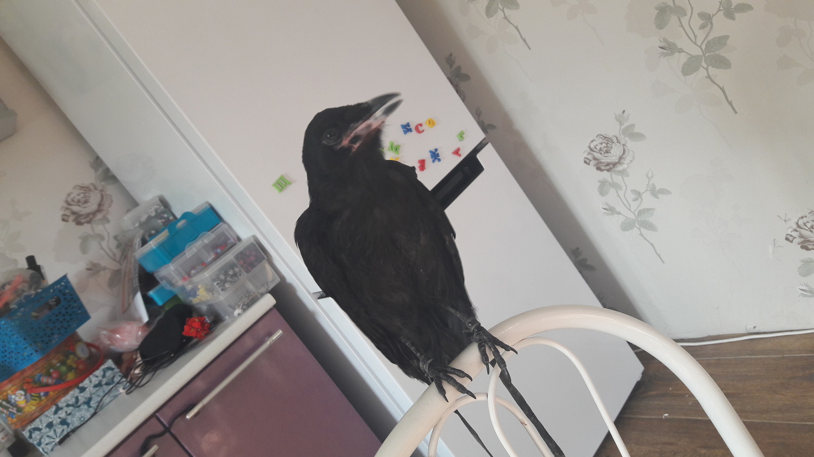 My Hera - My, Rook, Corvids, Vrany, Friend, Birds, League of Breeders