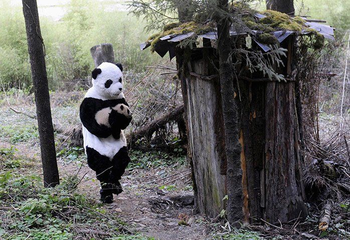 How to steal a panda. - Panda, Cunning, Savvy