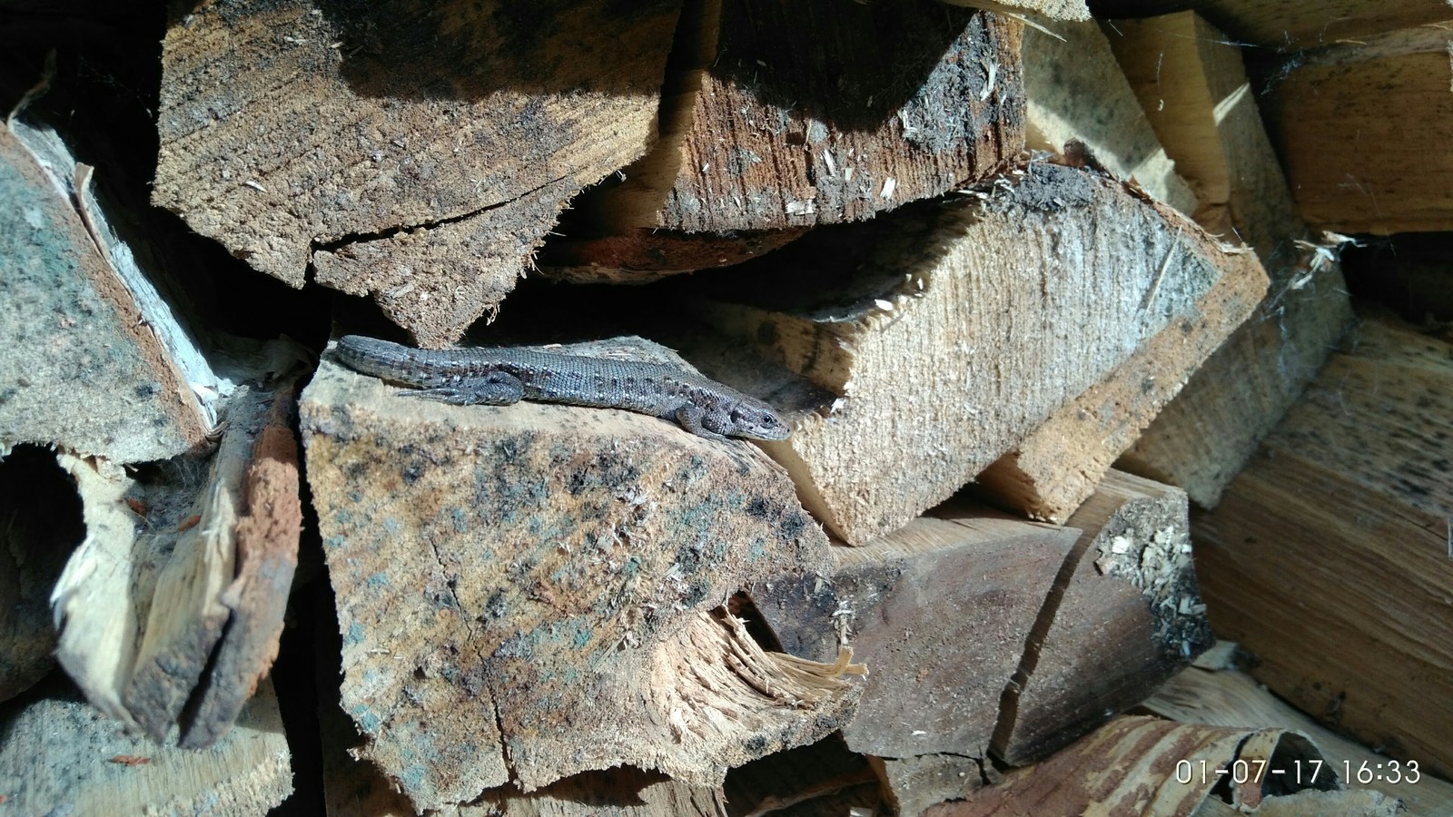 Sun lovers. - My, Lizard, Firewood, The sun