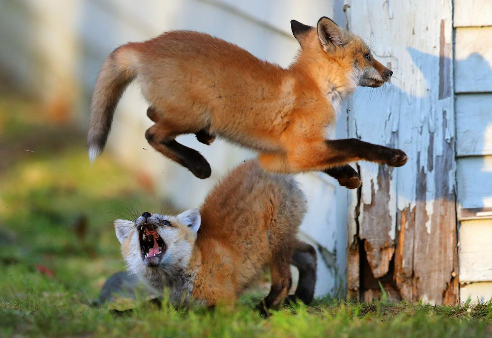 The foxes have found a place... - Fox, Cemetery, Longpost, Fox cubs, The photo, Animals