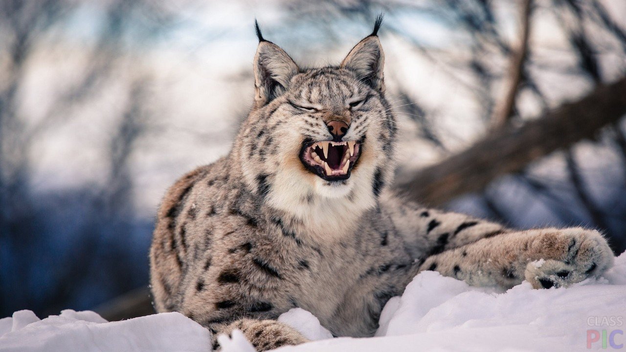 Clash of the titans: wolf vs lynx - My, Biology, Zoology, Lynx, Wolf, Skirmish, Longpost