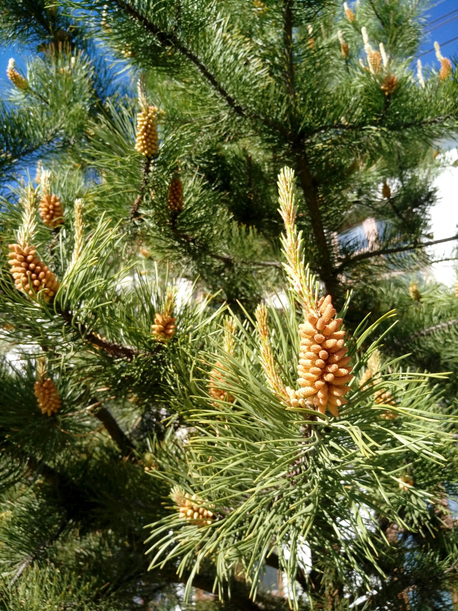 Сосновые порядок хвойные. Pinus Sylvestris. Сосна обыкновенная. Сосна цветет. Цветение сосны.