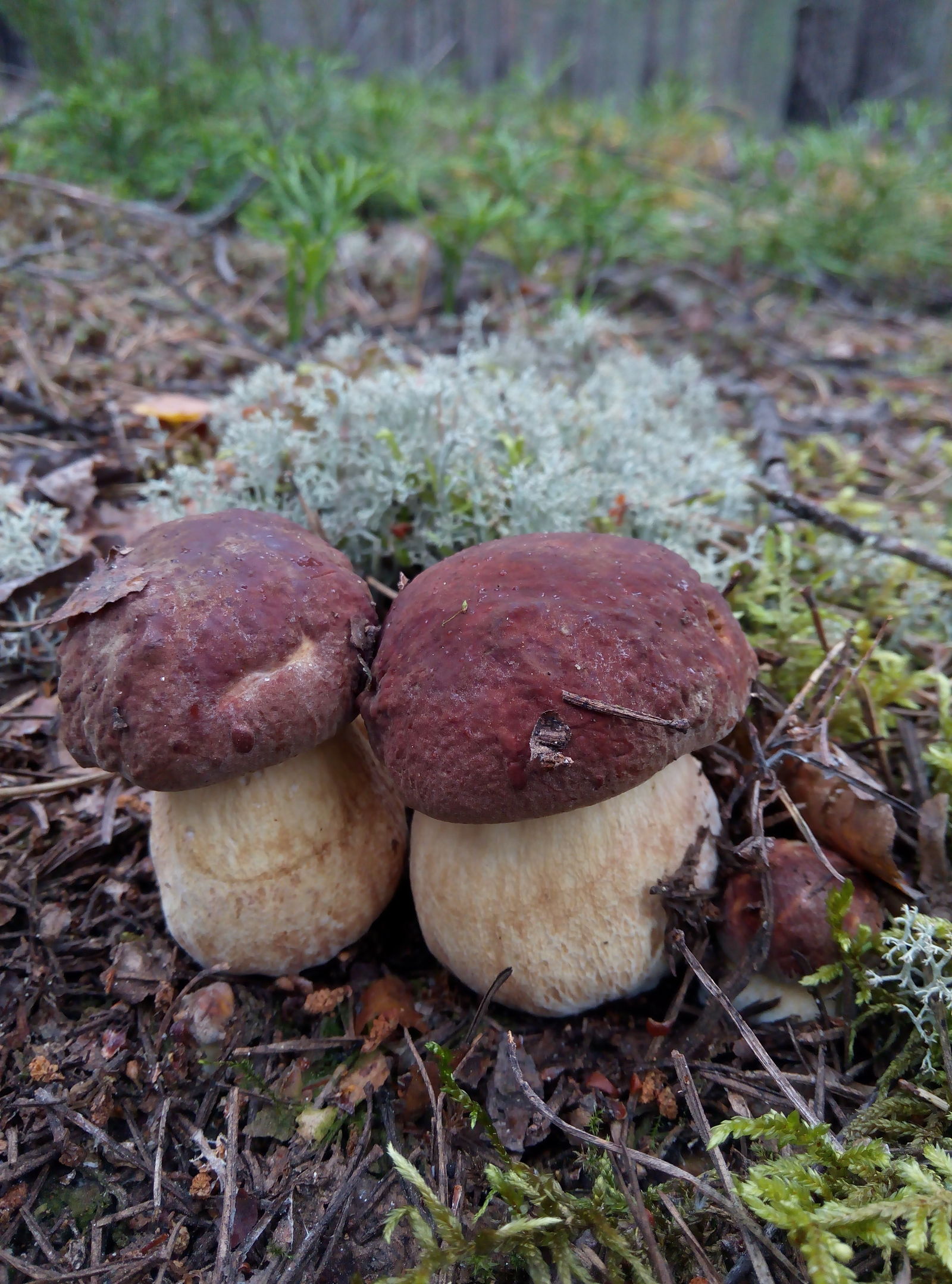 Love for mushrooms post - My, Mushrooms, Nature, beauty of nature, Forest, beauty, Summer, Protection of Nature, Longpost