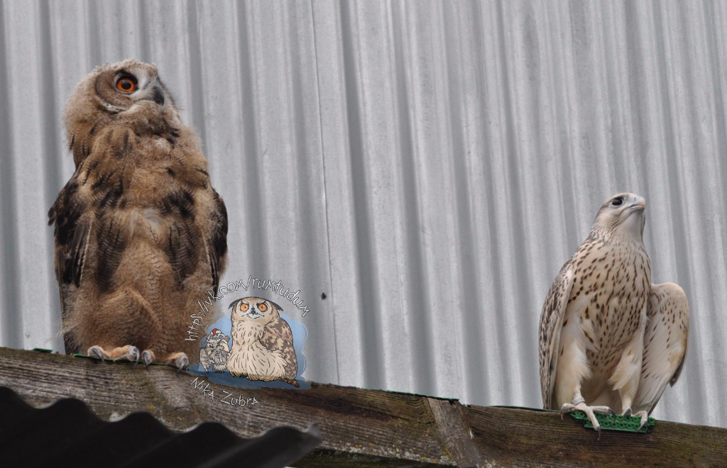 When you grew up among the falcons and they forgot to tell you that you are an owl. - My, Owl, Owl, Falcon, Birds, Milota, Breeding, Predator birds, Yoll, Longpost