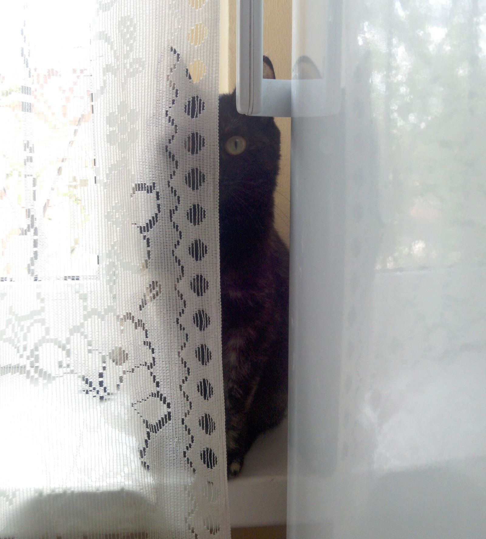 cat surveillance camera - My, Black cat, , cat