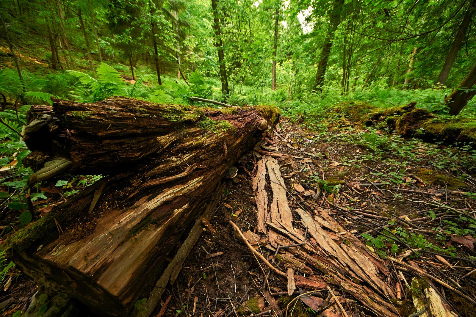 Reply to a comment about Shuvalovsky Park - Shuvalovsky Park, Nature, Longpost