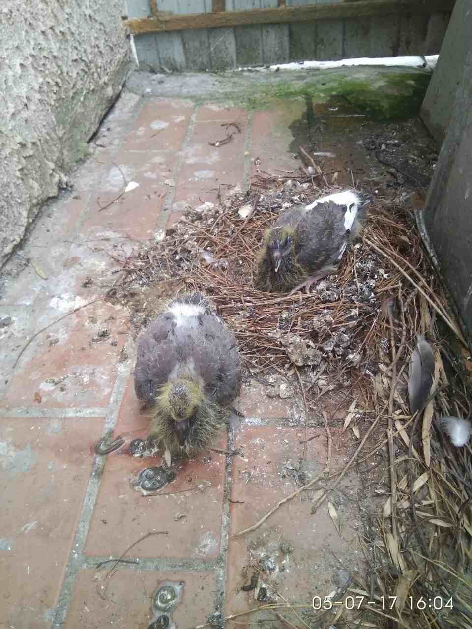 Pigeons - My, Pigeon, Chicks of pigeons, Birds, Nest, The photo, Longpost, Minsk