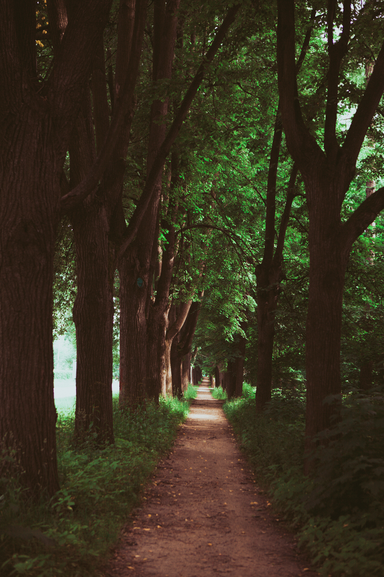 Izmailovsky Park - My, The park, The photo, Izmailovsky park, Longpost