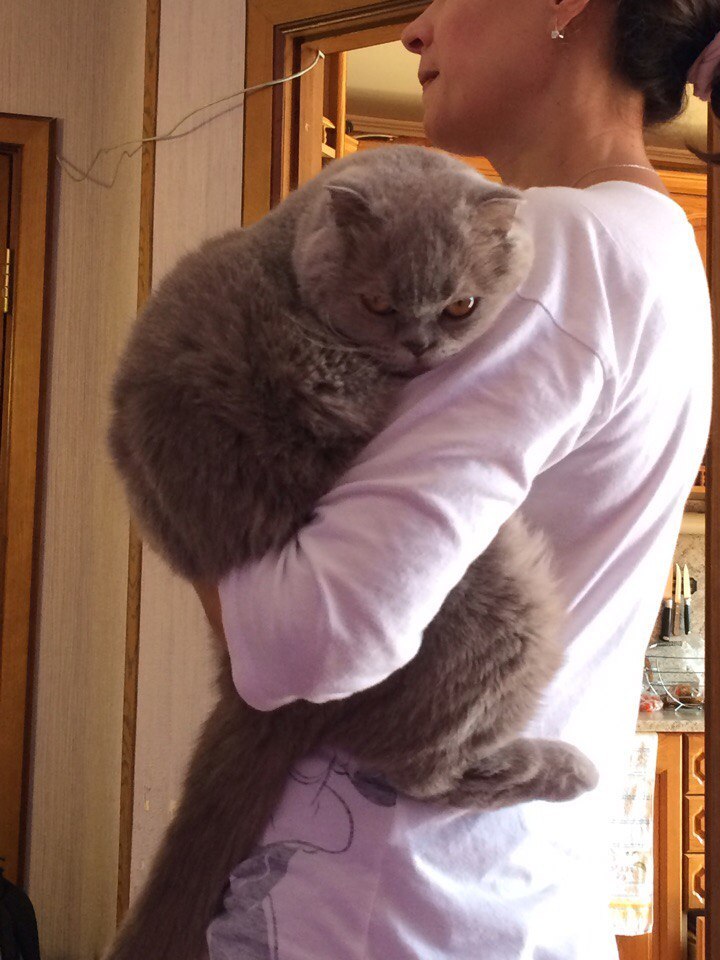 Here they only hug me! - cat, Sight, Hugs, Fluffy