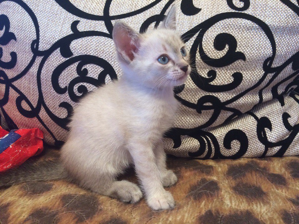 Astrakhan, the baby needs a family 2 - My, Astrakhan, cat, Looking for a home, I'll give it to good hands, Help, In good hands