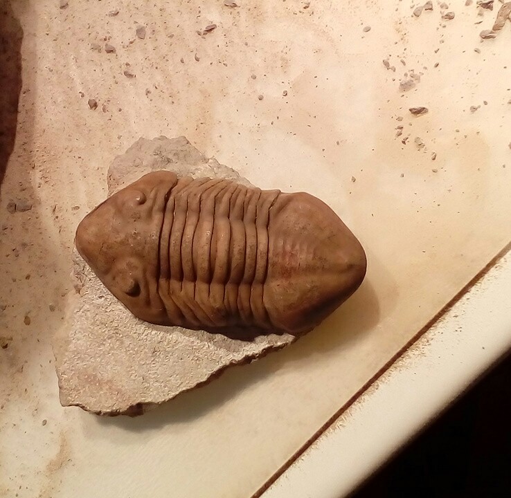 Nice find - My, Trilobites, Volkhov, Ordovician, Longpost