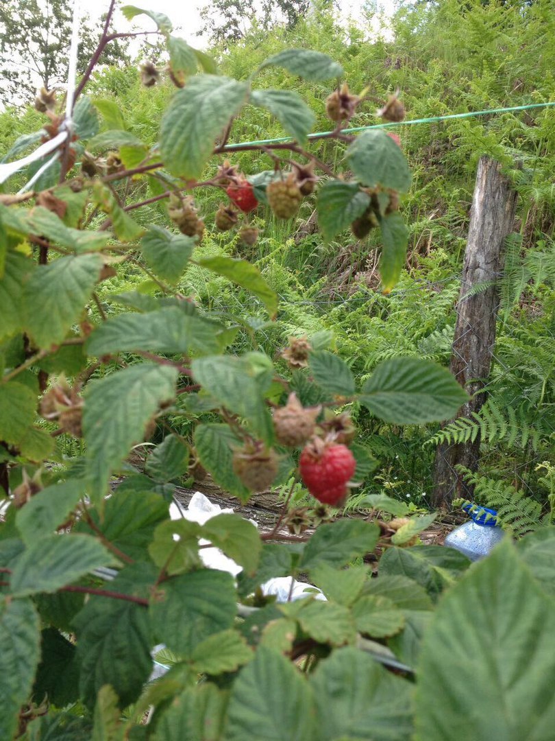 raspberry epic - My, Raspberries, Serbia, Longpost, Yummy, Growing