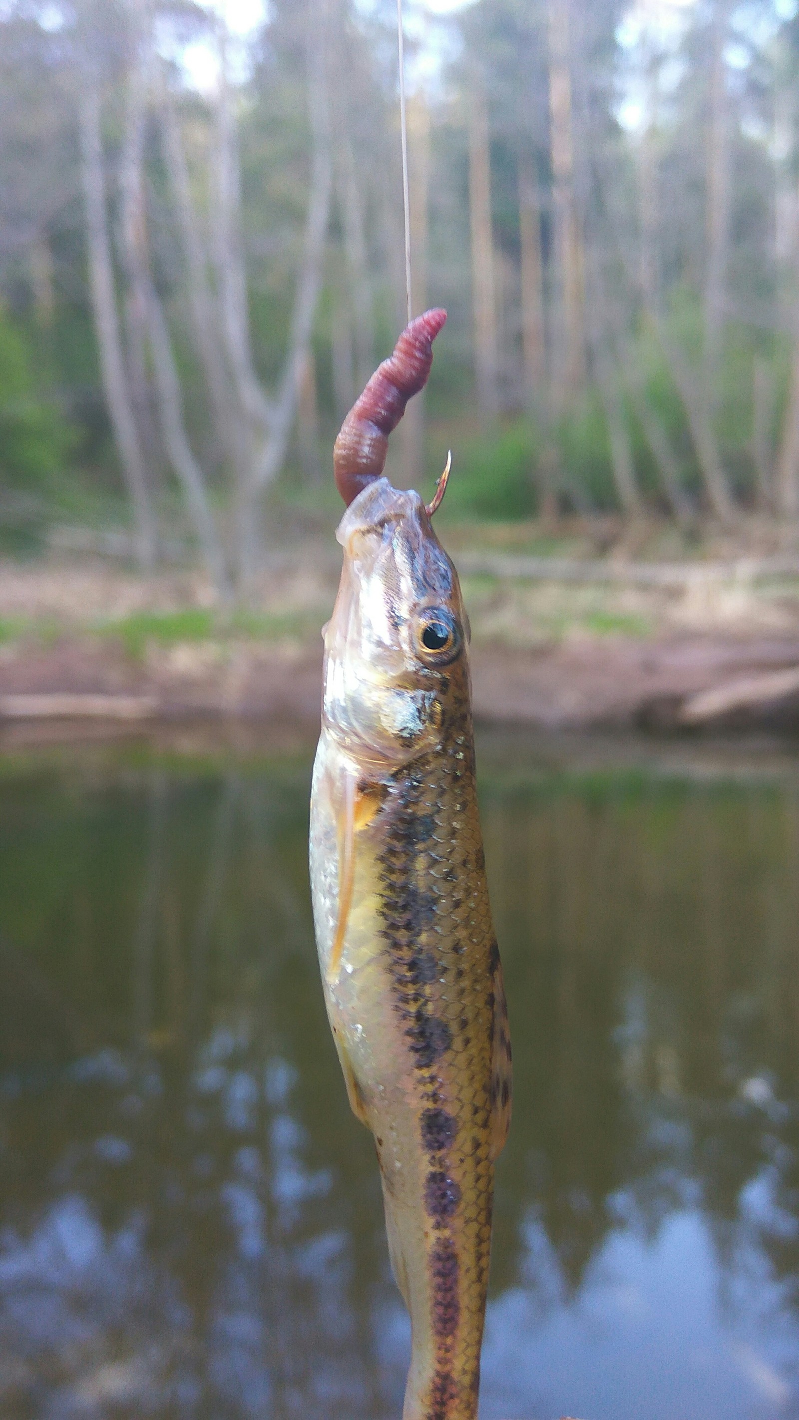 Gudgeon. - My, Gudgeon, Fishing, Worm, River