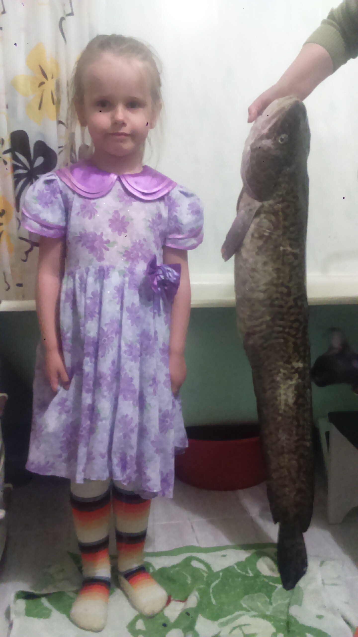 Burbot - My, Burbot, On live bait, A fish, Longpost