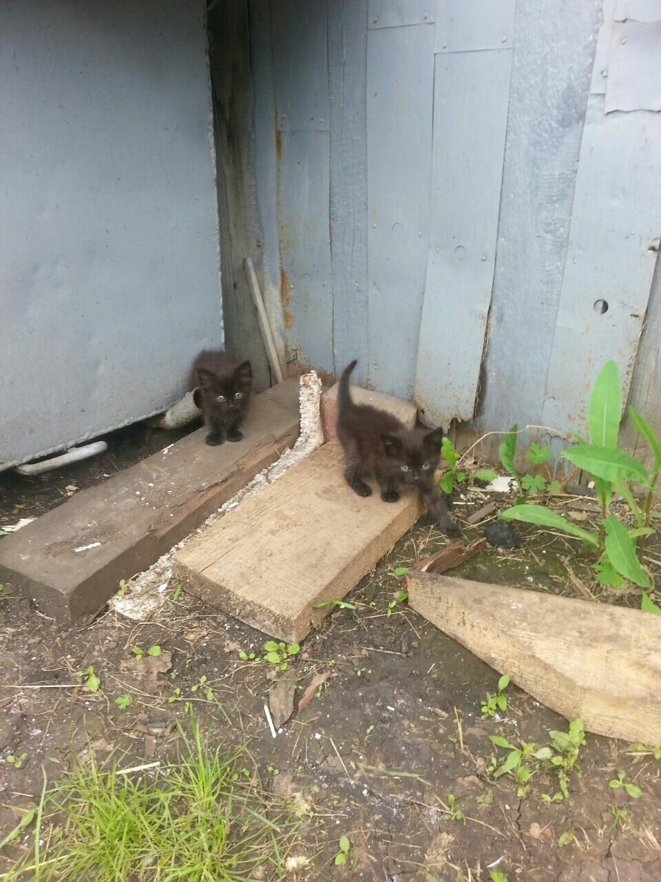 Kittens) Someone left a cat with kittens in my dacha, now they live with me, in winter I don’t know what to do ... - Cats and kittens, Kittens, Longpost, cat, The photo