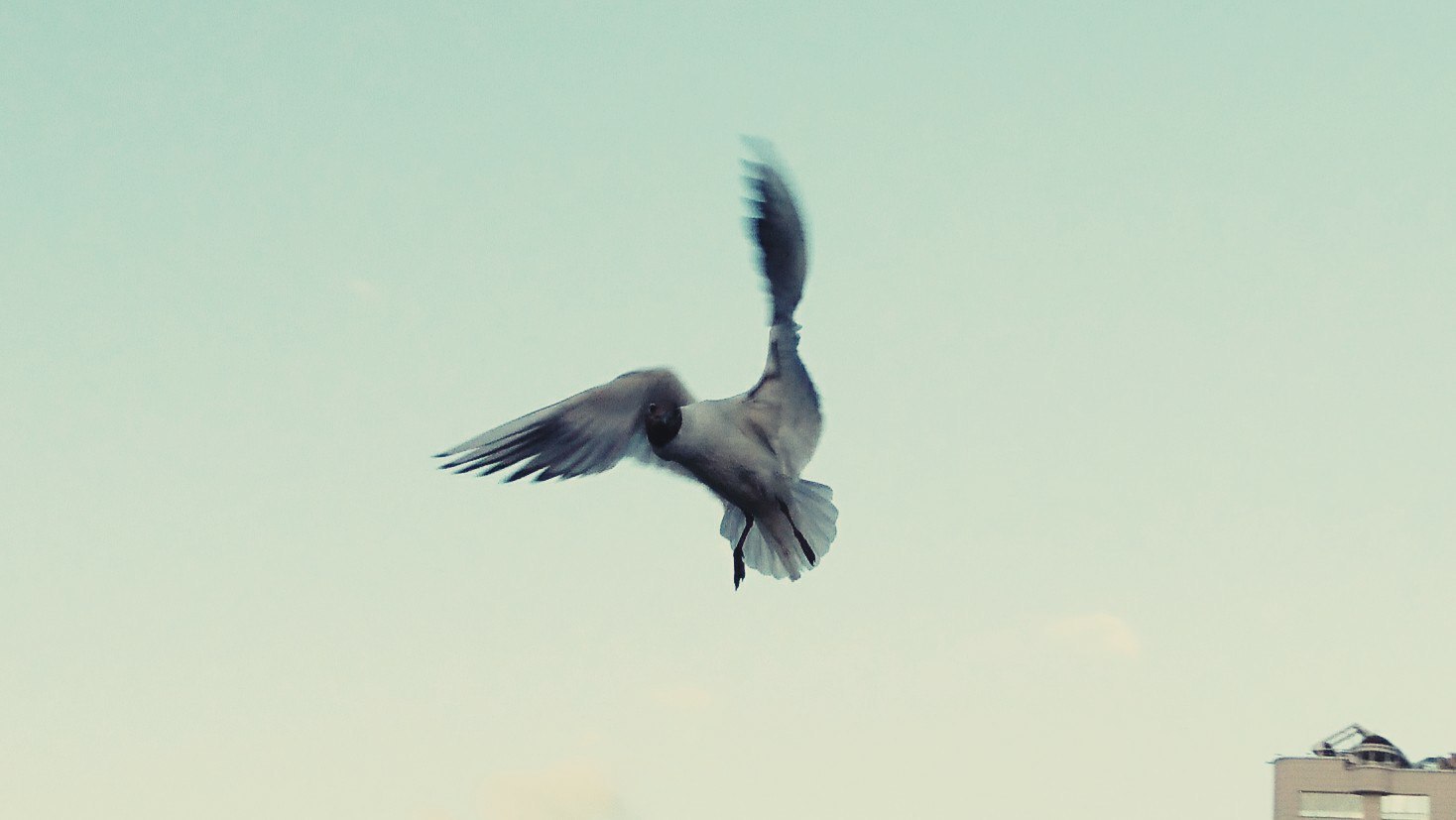 When I flew past and saw free bread - My, Seagulls, Freeze, What?, Flight