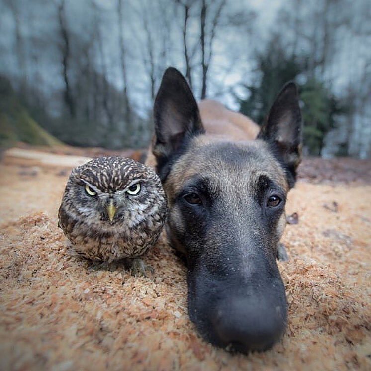 Who are you calling a bad boy here??! - Dog, Owl, The photo, Good boy