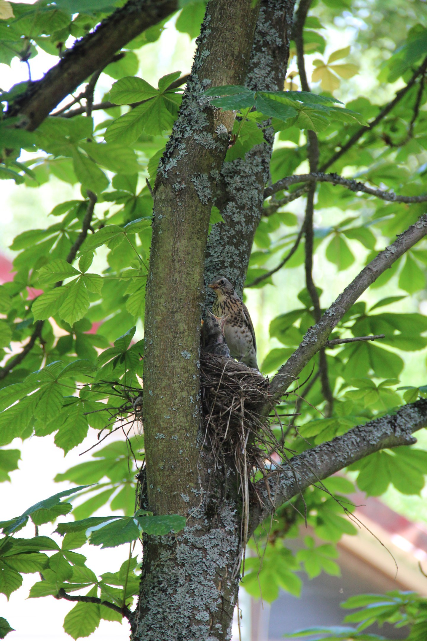 It's time for breakfast! - My, Birds, Nest, Breakfast, Longpost